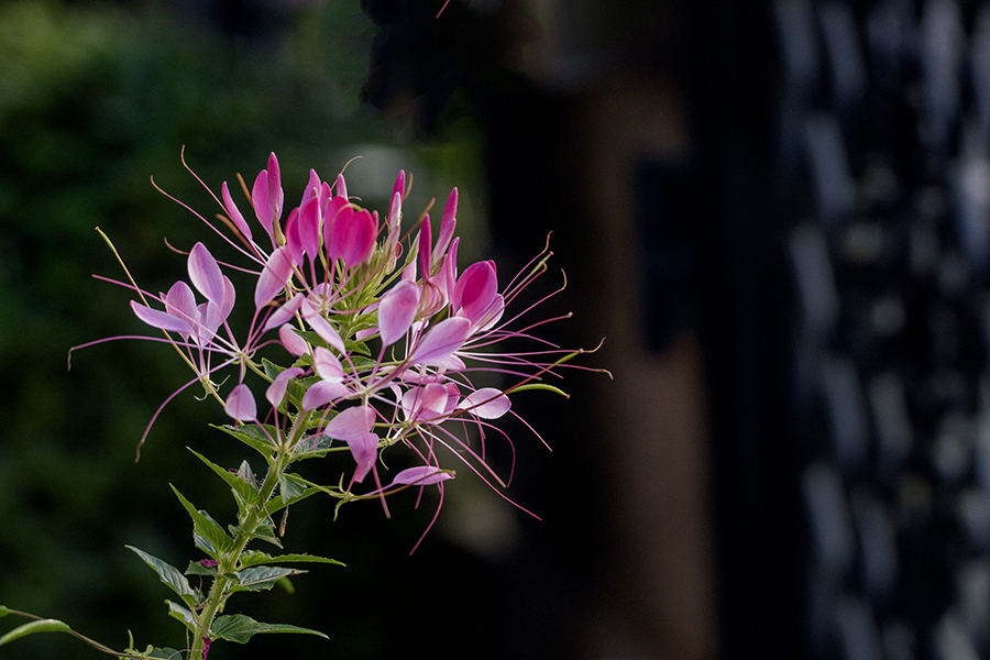 DSC08693. この花の名はクレオ―メと知りました