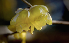 DSC09875 白妙に光り