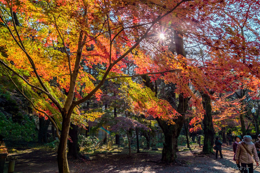 DSC04895-紅葉27番