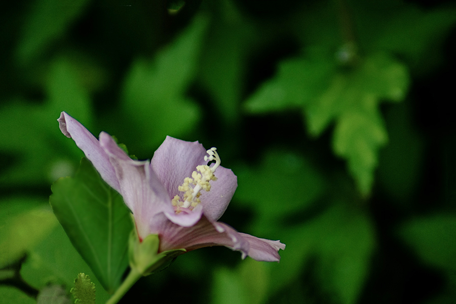 DSC02259.　幽玄