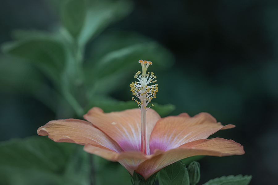 DSC08485. 雨上がった朝