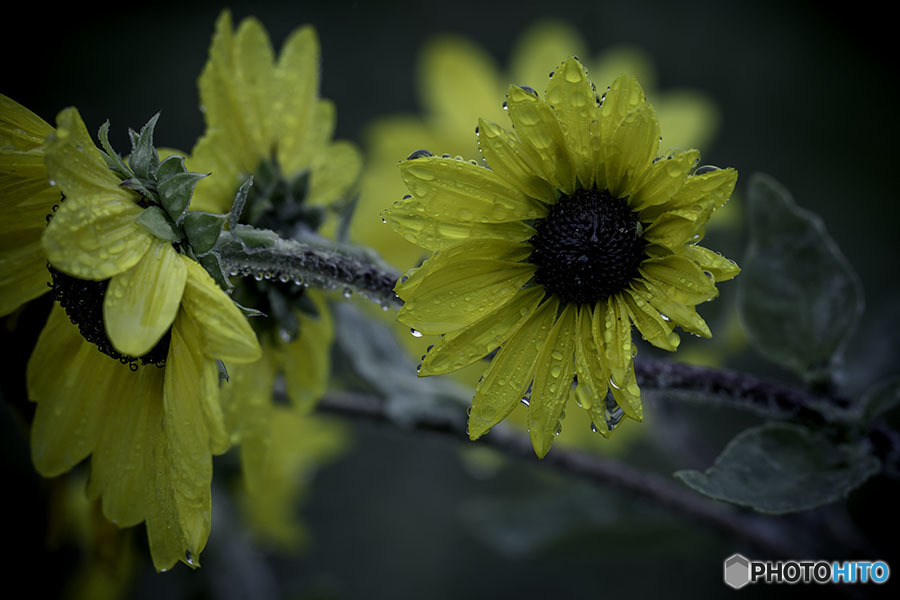 DSC00785.　秋の氷雨に打たれた、ひまわり　