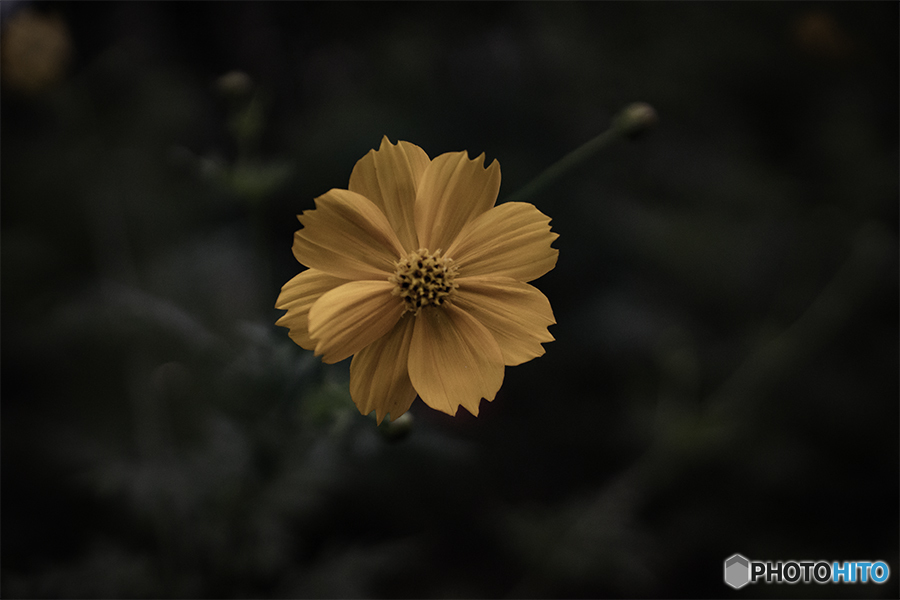 コスモスDSC09029 キハダコスモス