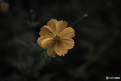 コスモスDSC09029 キハダコスモス