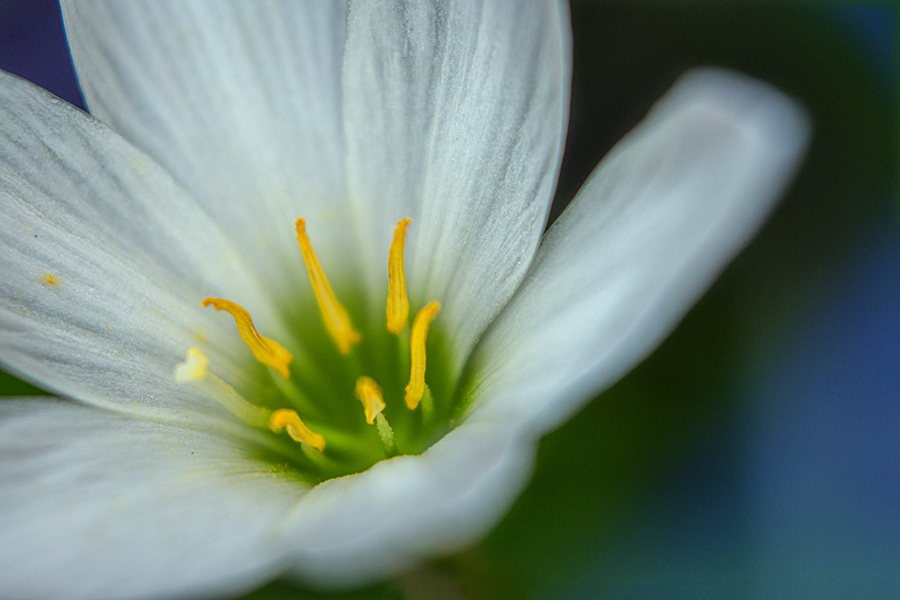 DSC09500. 幽玄タマスダレ