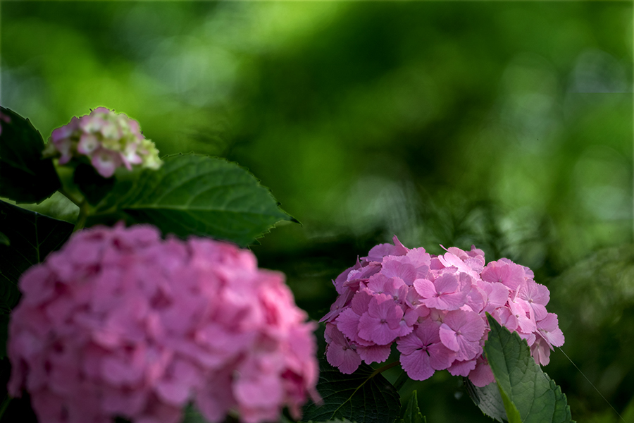 DSC07722-1 巡り合い紡いで