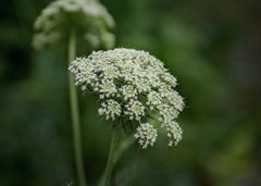 DSC03142. ついてくるかい　(笑)