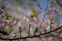 DSC03343 枝は まるでカーニバル