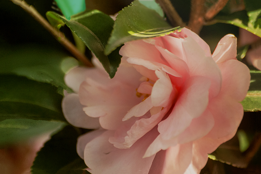 DSC09911. 寒に咲くツバキ