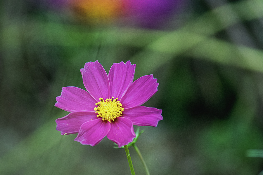 DSC09630. 晩秋の秋桜