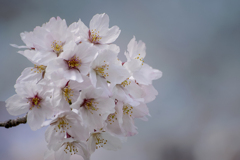 DSC05631  花曇りの桜手毬