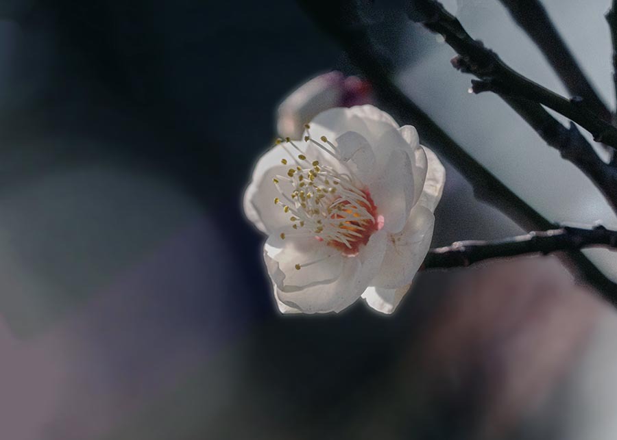 DSC06661 魁ける