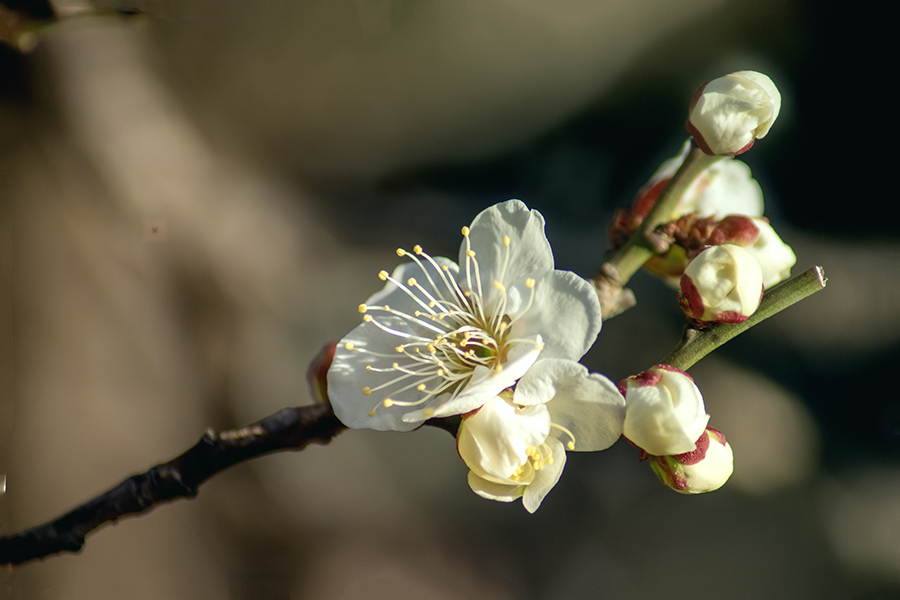 DSC00196.白梅