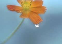 雨あがりの朝