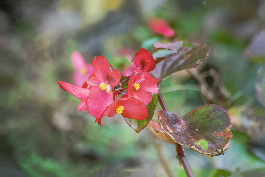 DSC09930.  ベゴニア