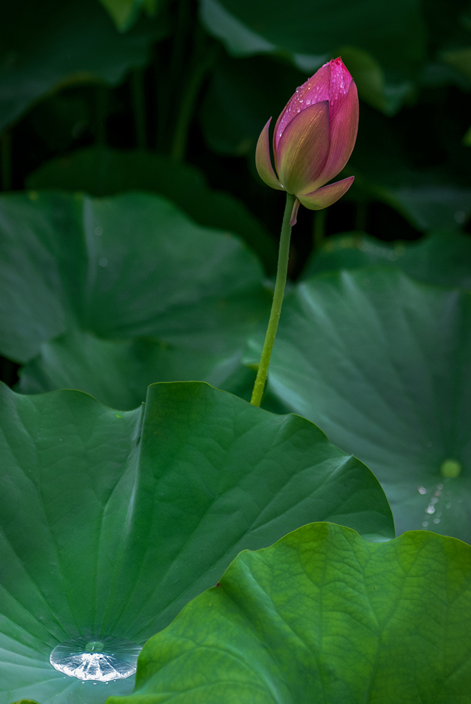 DSC06507. 追憶　透き通る蓮の葉の緑