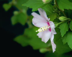 DSC02299. 思い残すな明日の花