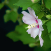 DSC02299. 思い残すな明日の花