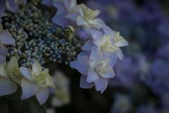 DSC03116 可憐な乙女たち
