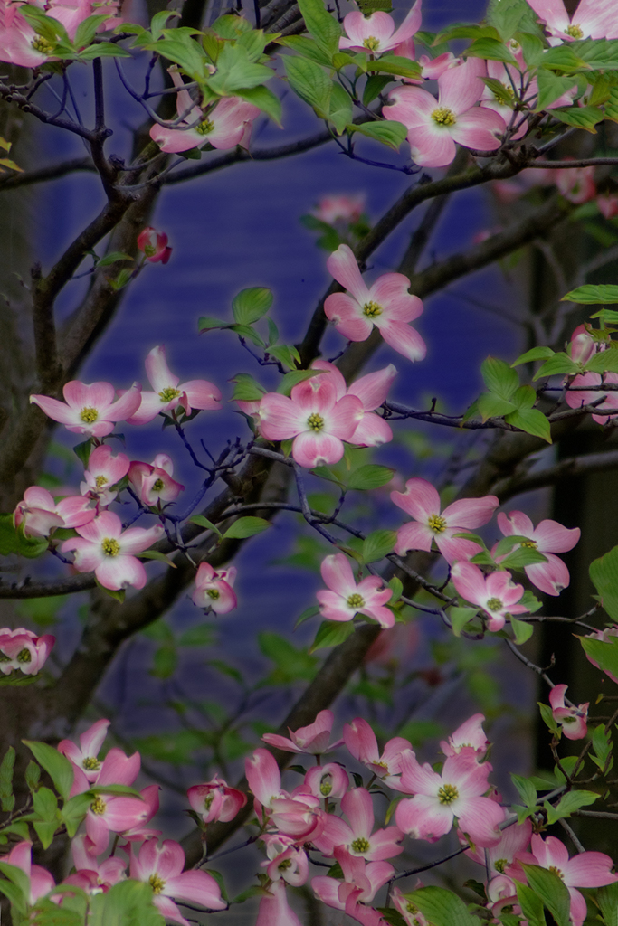 DSC00180. 百花繚乱