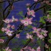DSC00180. 百花繚乱