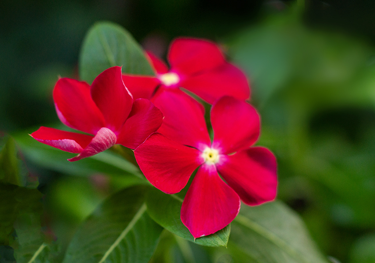 DSC09280. ニチニチソウはもう起きていた