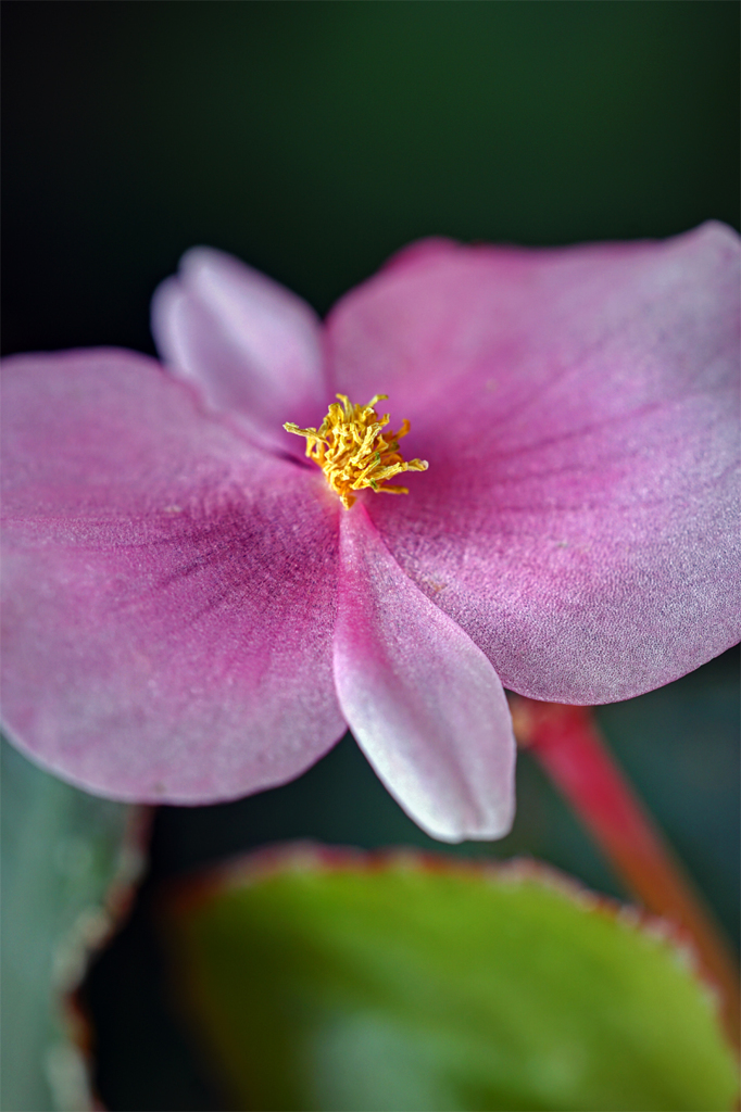 ピンクのベゴニア