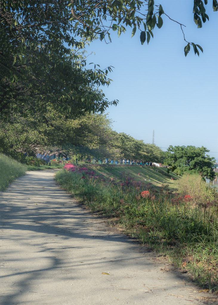 DSC08127. 散策路の秋もよう