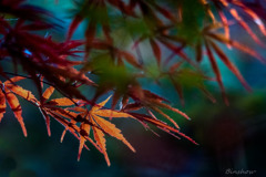 DSC04513-紅葉五番