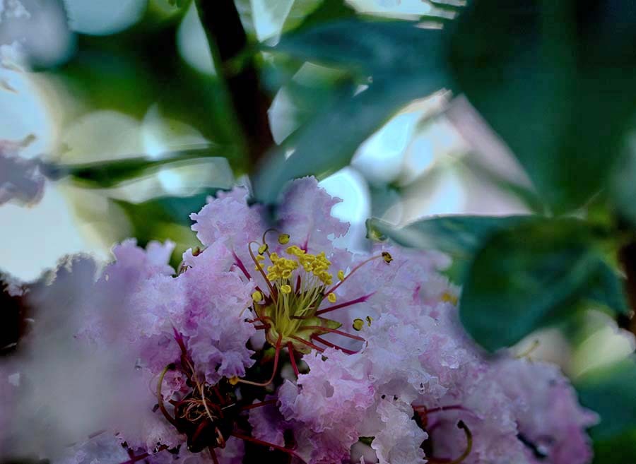 DSC09869  木陰にて