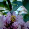 DSC09869  木陰にて