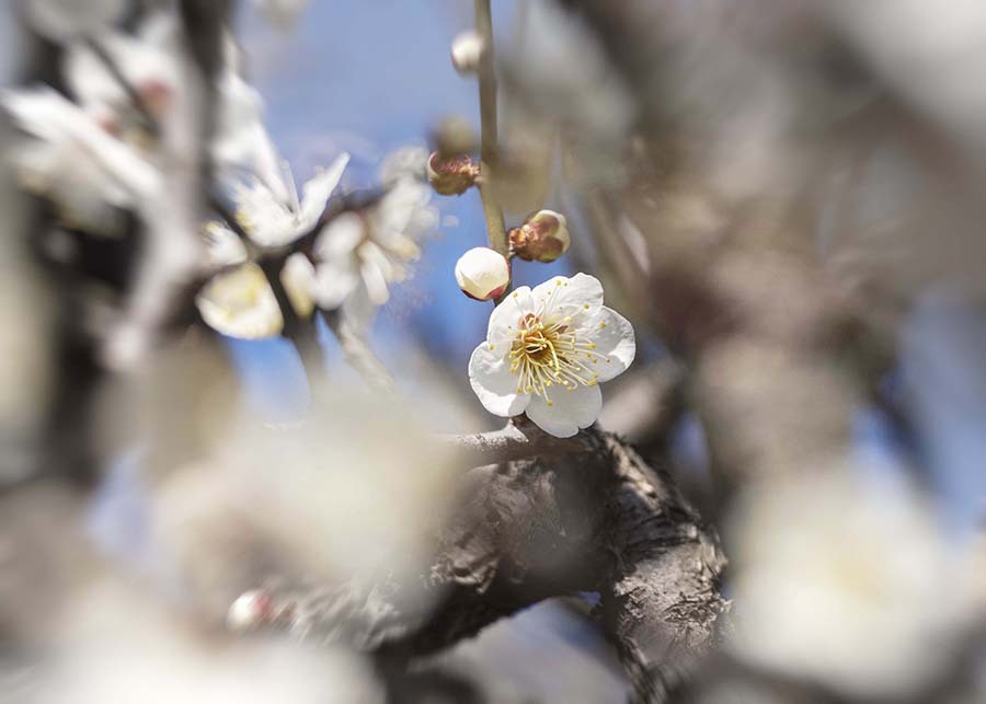 DSC00162..梅に春靄