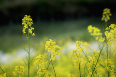 DSC00504. 川を背にした菜の花