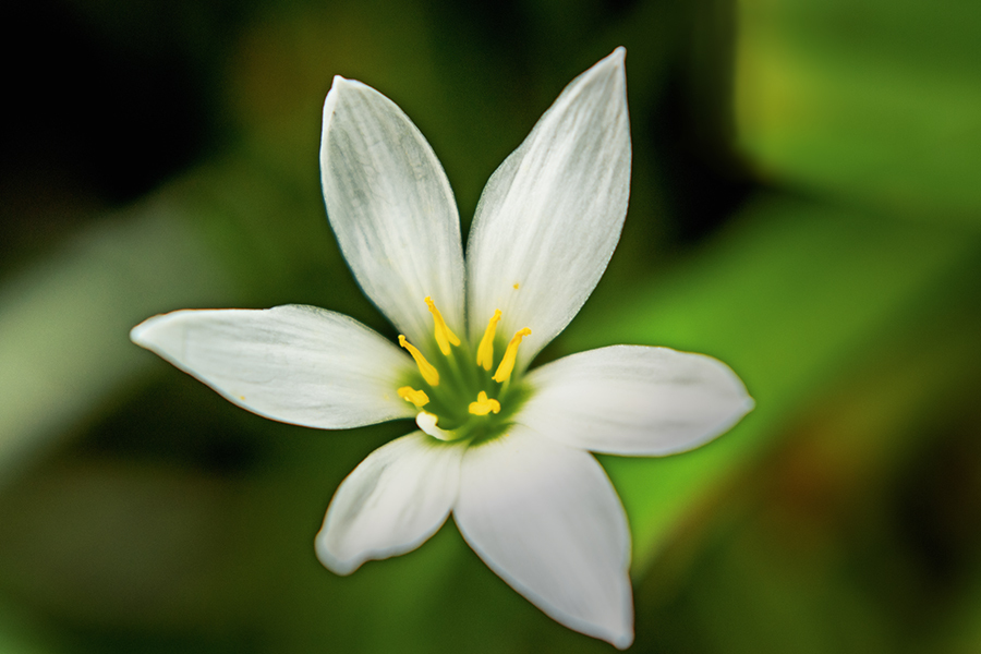 DSC09508..幽玄タマスダレ