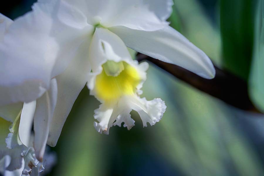 カトレア シューデレイト  DSC08403