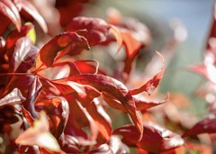 DSC09776 プロムナードの紅(くれない)