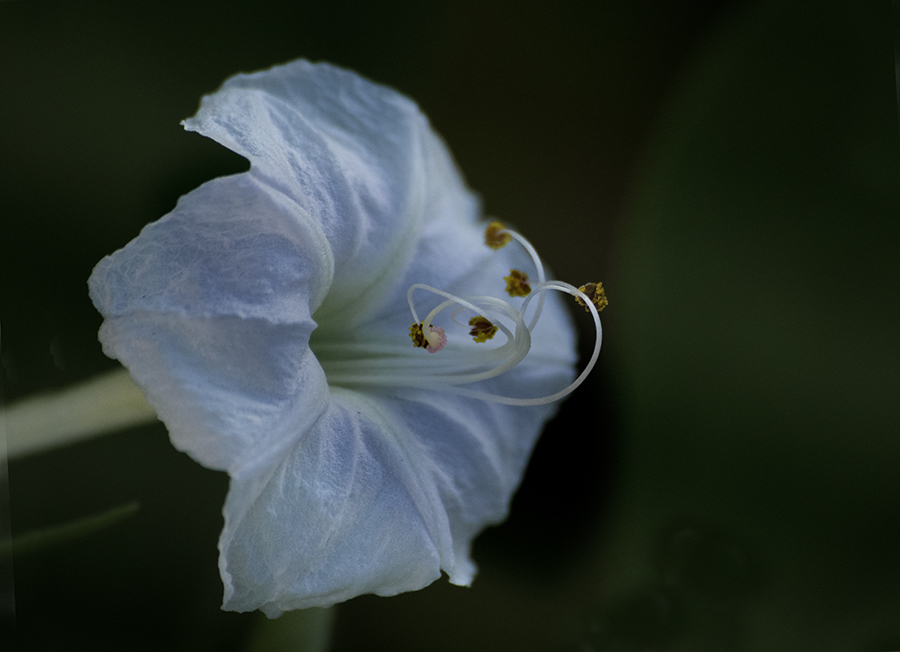 DSC04857.白い妖精 jpg.
