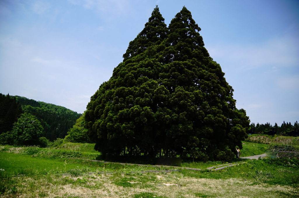 DSC06950-1 山形鮭川村トトロの森にて