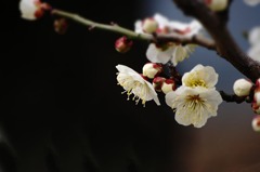 DSC05373 可愛い梅