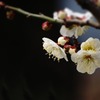 DSC05373 可愛い梅