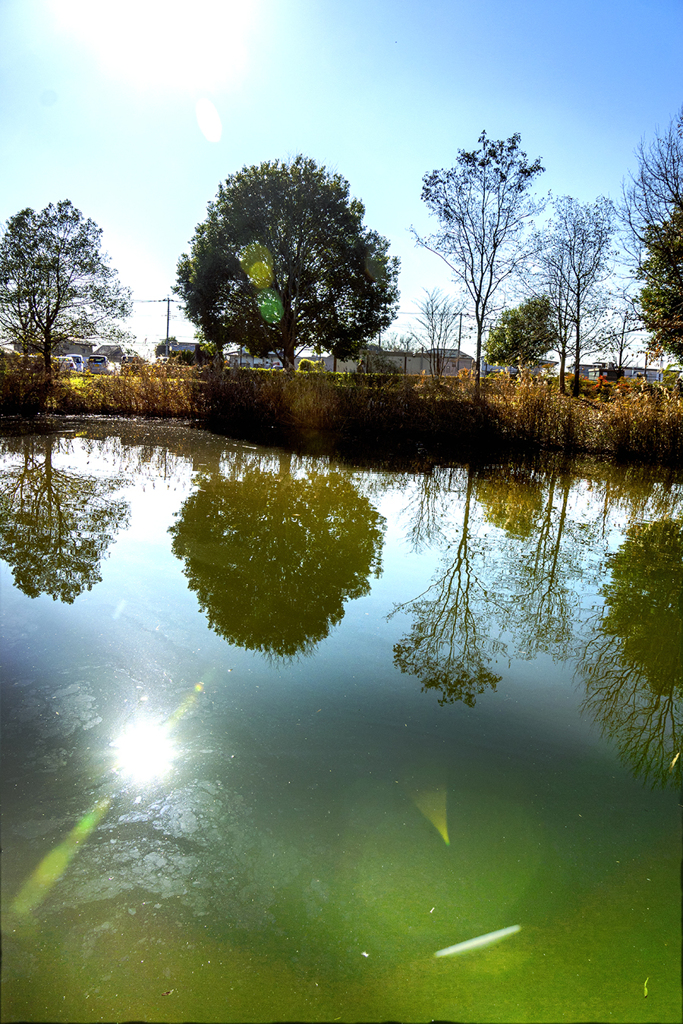 DSC04749. 時めく秋の池