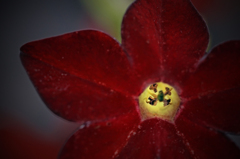 花芯の部屋は自然照明DE御座る