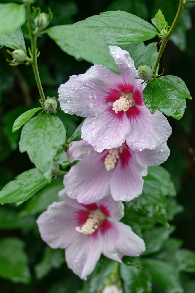 三姉妹で御座る