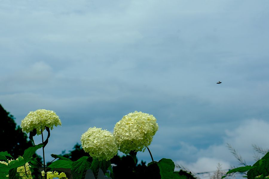 DSC02207. 天地&蜂