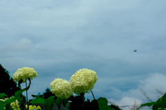 DSC02207. 天地&蜂