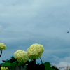 DSC02207. 天地&蜂