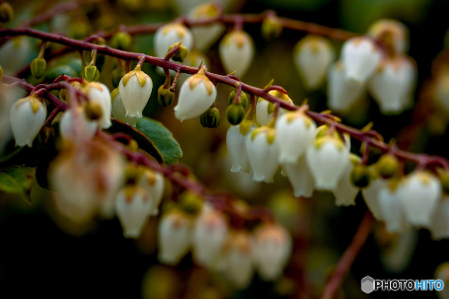 DSC03370 -ブルーベリーの花、タワワに生る