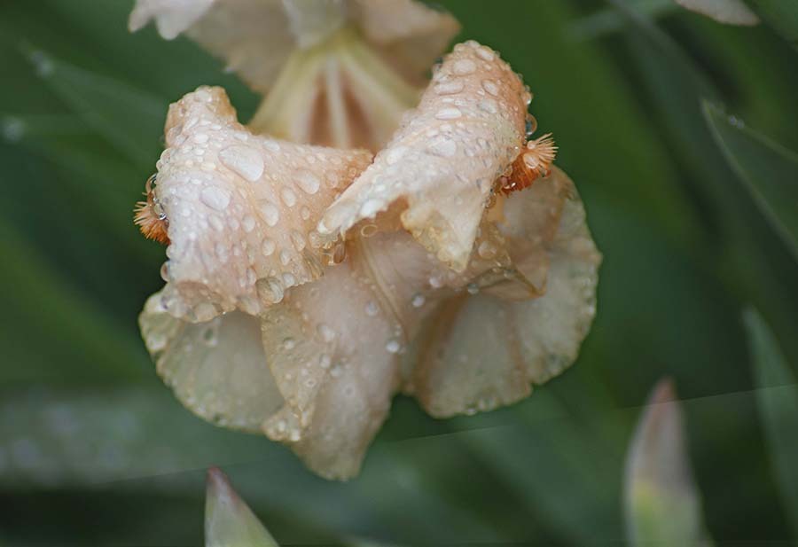 DSC02280 花のささやき