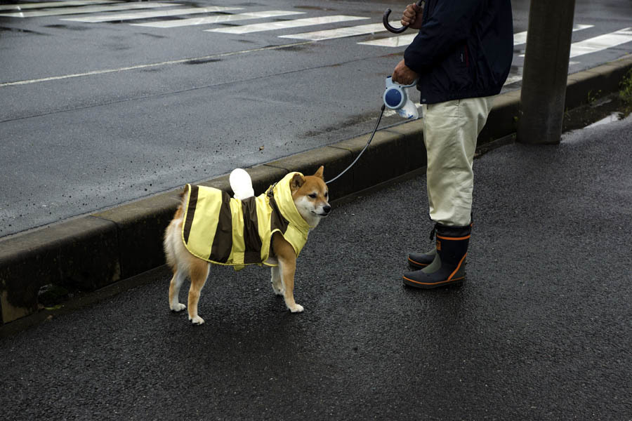 DSC09491　 雨上がる