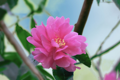 DSC09950. 山茶花